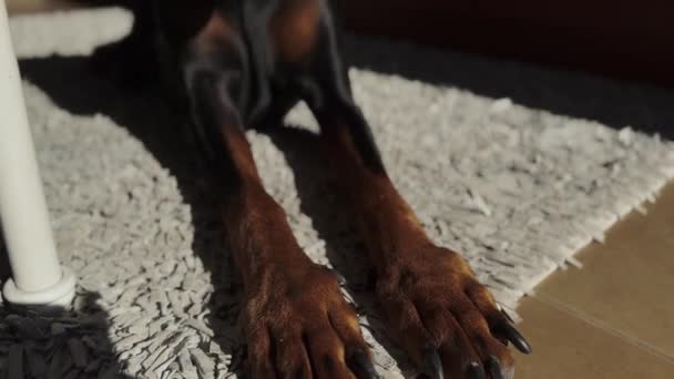 Doberman Pincer Dog Dormindo Desfrutando Calor Sol Vídeo — Vídeo de Stock