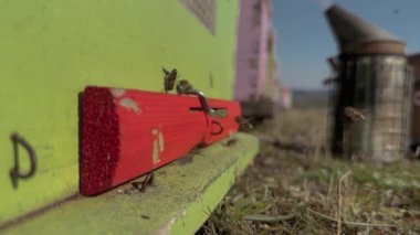 Arılar Arı Kovanı Girişinde Uçuyor Güneşli Kış Günü, Apiary Denetleme 24K Video