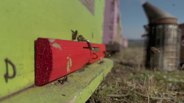 蜜蜂飞来飞去蜂窝入口阳光灿烂的冬日 四月检查2 4K录像 — 图库视频影像