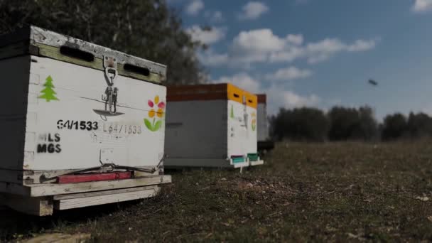 蜂窝在橄榄地里 蜜蜂四处飞舞 温和的冬日4K视频 — 图库视频影像