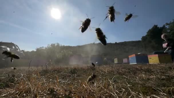 スローモーションで飛ぶ何百もの蜂 暖かい夏の日スローモーション5 — ストック動画