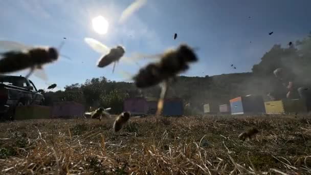 Centenas Abelhas Voando Câmera Lenta Movimento Lento Quente Dia Verão — Vídeo de Stock