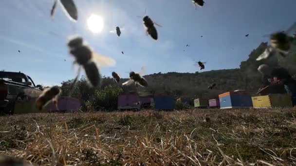 Setki Pszczół Lecących Zwolnionym Tempie Ciepły Letni Dzień Wolny Ruch — Wideo stockowe