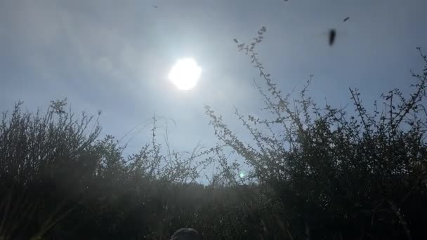 数以百计的蜜蜂在慢动作中飞翔 温暖的夏日慢动作 — 图库视频影像