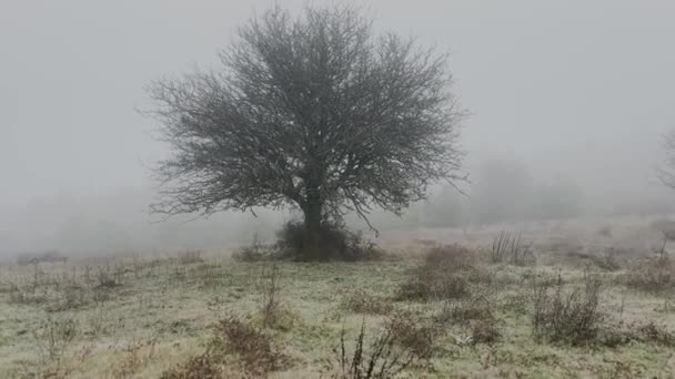 Nackter Baum Nebel Regnerischer Nebliger Tag Video — Stockvideo