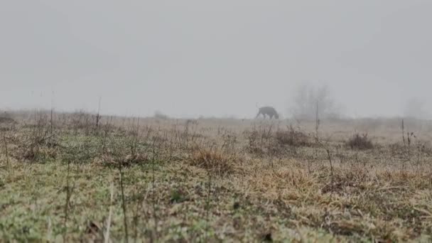 Doberman Pinscher Dog Springa Utforska Misty Grass Meadow Ensam Bar — Stockvideo