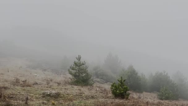 Stojąc Lesie Krawędzi Deszczowy Mglisty Dzień Wideo — Wideo stockowe
