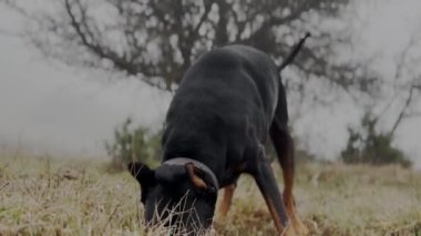 Doberman Pinscher Çimen Çayırı 'nda Fare Arayan, 4K video koklayan ve kazan