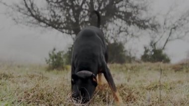 Doberman Pinscher Çimen Çayırı 'nda Sıçan Arayan, Koklayan ve Kazan 24K Video