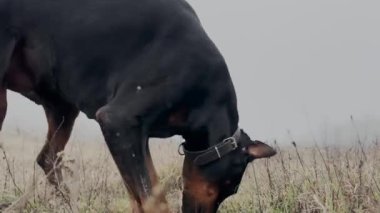 Doberman Pinscher Köpek Kazma Çayırı, Isıran Çim, Tırmalama, 14K Video Koklama