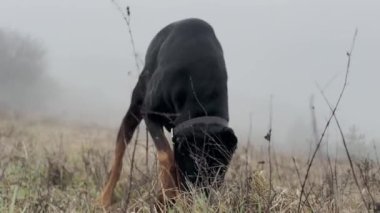 Doberman Pinscher Köpek Kazma Çayırı, Isırma Çimeni, Tırmalama, Koku 4K