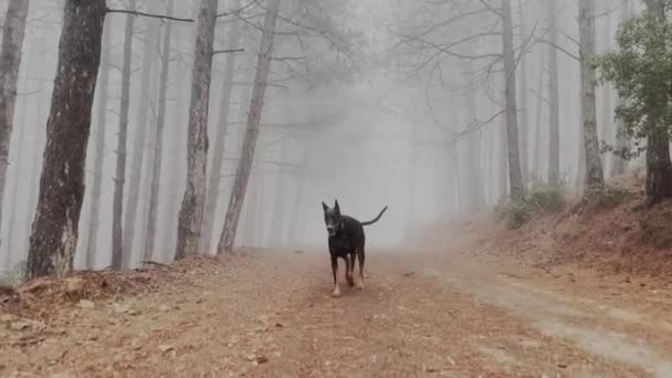 Doberman Pinscher Dog Exiting Foggy Pine Tree Forest Misty Rainy — Stockvideo