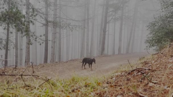 Doberman Pinscher Dog Climbing Small Hill Misty Pine Forest Foggy — стоковое видео