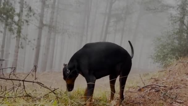 Ψηλός Σκύλος Doberman Pinscher Ομιχλώδες Πευκοδάσος Ομιχλώδης Βροχερή Ημέρα Βίντεο — Αρχείο Βίντεο