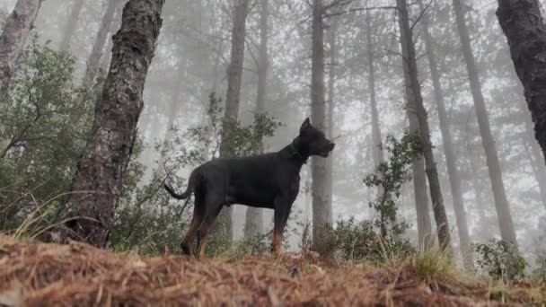 高个子杜宾犬在雾松林雾天4K录像 — 图库视频影像