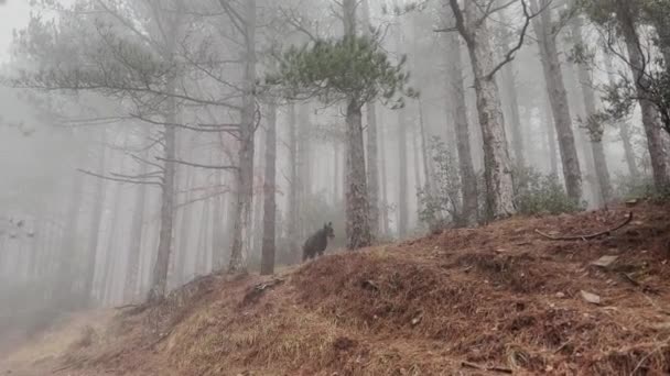 Doberman Pinscher Köpek Puslu Çam Ormanından Atlıyor Sisli Yağmurlu Gün — Stok video