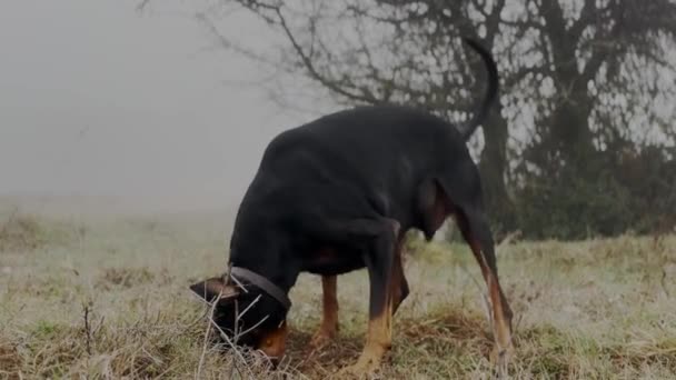 草の牧草地でネズミを探しているドバーマンピンチャー犬 狙撃と掘り 4K動画 — ストック動画