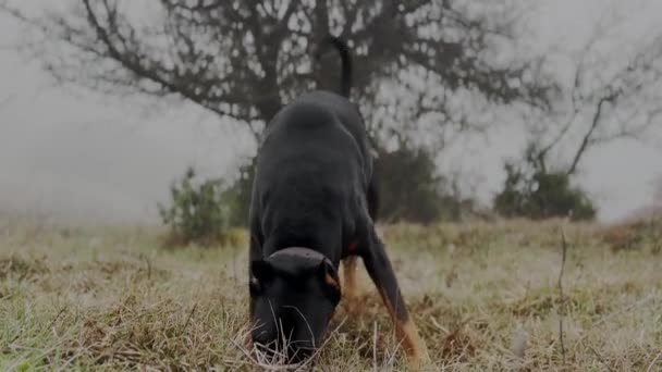 Doberman Pinscher Dog Procurando Por Ratos Prado Grama Cheirando Cavando — Vídeo de Stock