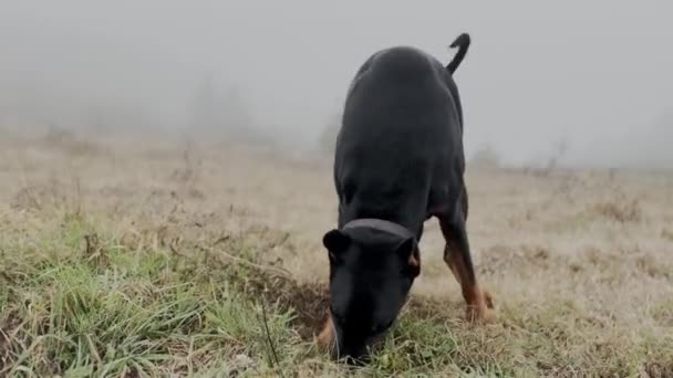 Doberman Pinscher Dog Digging Grass Meadow Mordendo Grama Arranhando Cheirando — Vídeo de Stock