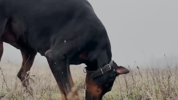 Doberman Pinscher Dog Digging Grass Meadow Biting Grass Scratching Sniffing — стоковое видео