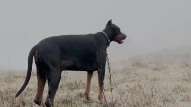Doberman Pinscher Köpek Portresi Yakından, Puslu Yağmurlu Gün 34K Video