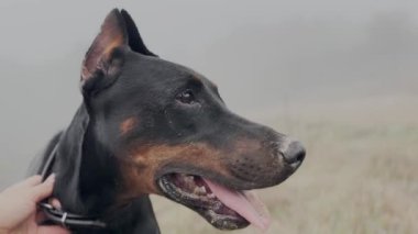 Doberman Pinscher Köpek Portresi Yakından, Sisli Yağmurlu Gün 14K Video