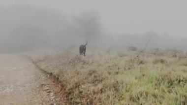 Doberman Pinscher Köpek Kamerayla Oynuyor, Yakından Koşuyor, Sisli Yağmurlu Gün 4K Video