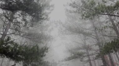 Pine Forest 'ta Sis Yağmurlu Gün 4K Video