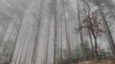 Çam Ağacı Ormanında Sis Yağmurlu Gün 14K Video
