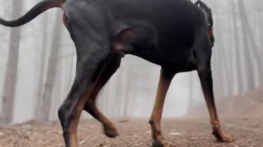 Siyah Doberman Pinscher Köpek Yürüyüşü Ormanı Yolu, 4K Sis Videosunda Kayboldu