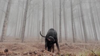 Uzun Doberman Pinscher Köpek Çam Ağacı Ormanında, Sisli Yağmurlu Gün 24 K Video