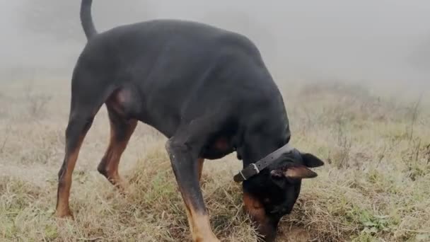 Doberman Pinscher Dog Digging Grass Meadow Biting Grass Scratching Sniffing — стоковое видео