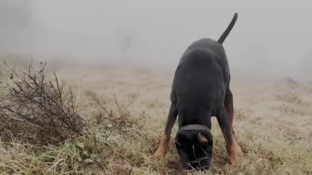 Doberman Pinscher Dog Digging Grass Meadow Biting Grass Scratching Sniffing — стоковое видео