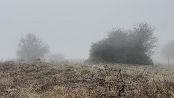 Doberman Pinscher Dog Walking Grass Meadow Exploration Fog Misty Rainy — стоковое видео