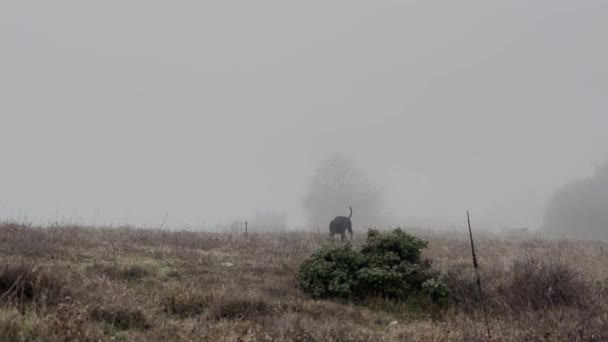Doberman Pinscher Dog Walking Grass Meadow Misty Rainy Day Видео — стоковое видео