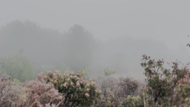 Fast Moving Fog Windy Rainy Misty Day Vídeo — Vídeo de Stock