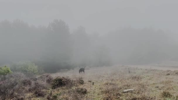 Doberman Pinscher Dog Exploring Forest Edge Misty Rainy Day Video — Stockvideo