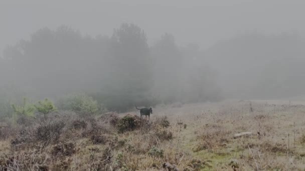 Doberman Pinscher Hond Rennend Bos Rand Mistige Regenachtige Dag Video — Stockvideo