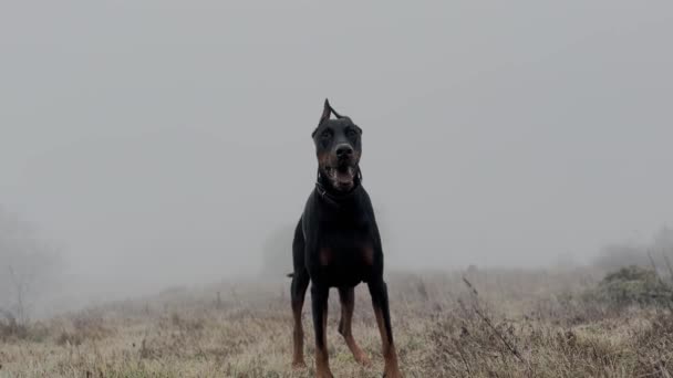 Enorme Doberman Pinscher Dog Close Ouvindo Observando Misty Rainy Day — Vídeo de Stock