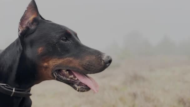 ドバーマンピンチャー犬の肖像画顔をクローズアップ 霧の雨の日2 4K動画 — ストック動画