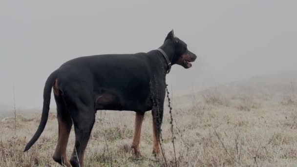 Doberman Pinscher Hond Portret Gezicht Close Mistige Regenachtige Dag Video — Stockvideo
