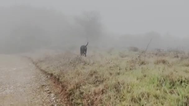 Собака Доберман Пинчер Играет Камерой Работает Крупным Планом Туманный Дождливый — стоковое видео