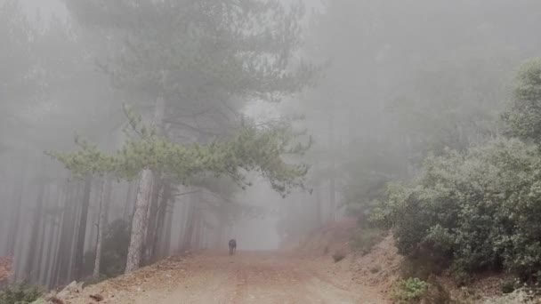 Dobermann Pinscher Hund Betritt Nebligen Kiefernwald Neblig Regenwald Pfad Video — Stockvideo