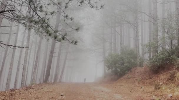 Doberman Pinscher Dog Entering Foggy Pine Tree Forest Misty Rainy — стоковое видео
