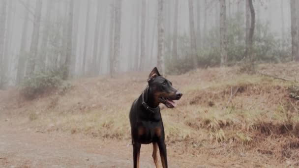 Huge Doberman Pinscher Dog Close Listening Observing Walk Pine Tree — стокове відео