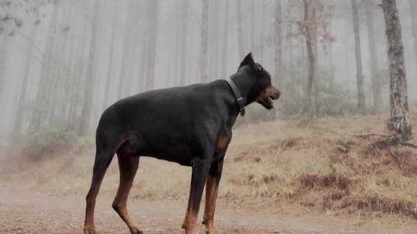 Enorme Doberman Pinscher Dog Close Ouvindo Observando Caminhe Floresta Pinheiros — Vídeo de Stock