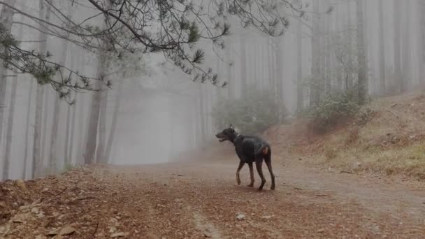 Доберман Пинк Дог Закрывается Слушая Наблюдая Прогулка Туманном Сосновом Лесу — стоковое видео