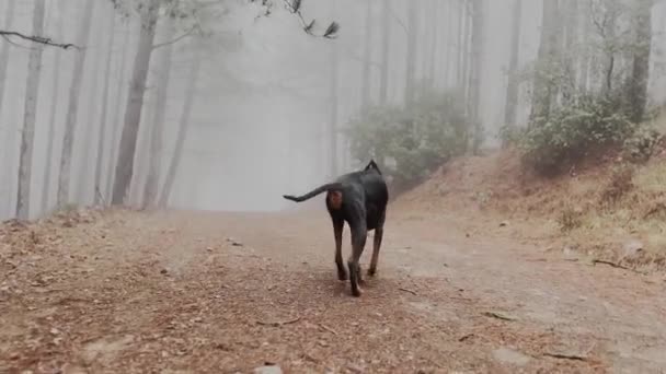 Doberman Pinscher Dog Entering Foggy Pine Tree Forest Misty Rainy — Stock Video