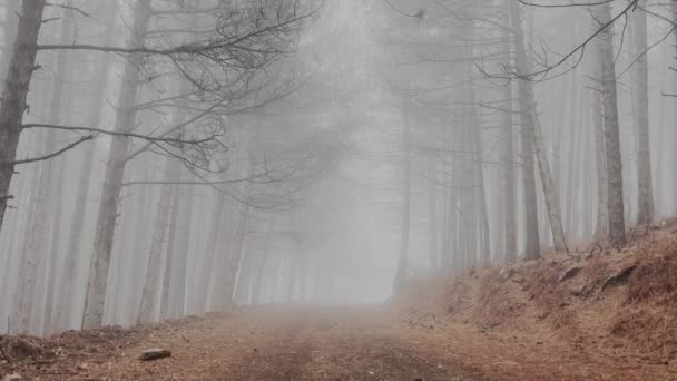 Bos Path Foggy Pine Tree Forest Mistige Regenachtige Dag Video — Stockvideo