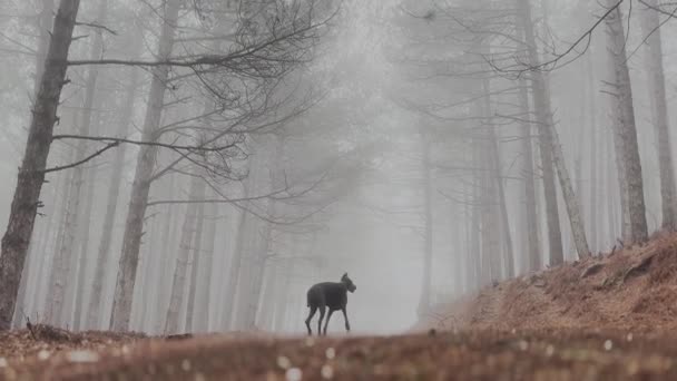 Lange Doberman Pinscher Hond Wandelen Mistige Bos Pad Verloren Mist — Stockvideo